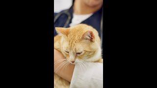 #AI Tools in #Veterinary Medicine: Today and Tomorrow | #VetMed