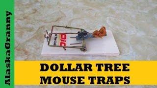 Dollar Tree Mouse Traps How To Set a Mouse Trap