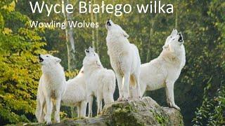  Howling Wolves | Wycie białego wilka 