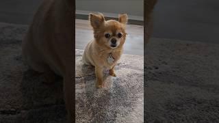 Bella #cute #puppy #chihuahuafanclub #puppy
