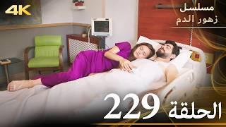 الحلقة 229 | مسلسل زهور الدم | مدبلج بالعربية | Kan Çiçekleri | جودة 4K