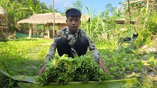 Poor Boy - Harvesting green vegetables grown at home to sell - Living with nature