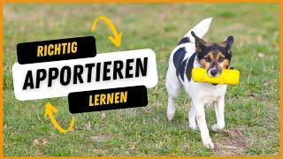 Hund Apportieren beibringen I Dummytraining mit dem Hund richtig aufbauen I Einfach und erfolgreich