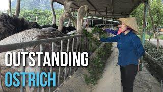 Outstanding Ostrich | Làm giàu từ trang trại đà điểu