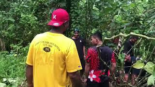 How we harvest sakau - Pohnpei, Micronesia