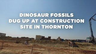 Triceratops skull, skeleton dug up at construction site in Thornton, Colorado