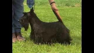 Scottish Terrier - AKC Dog Breed Series