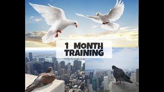 HOW TO TRAIN YOUR PIGEONS  TO COME BACK HOME | beginners tutorial