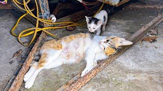 From Danger to Care: A Mother Cat's Recovery Journey After Rescue | LTT Animal- Rescue