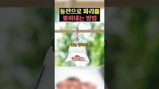 동전으로 파리를 쫓아내는 방법