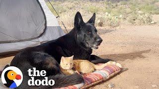 Tiny Kitten Copies Everything German Shepherd Does | The Dodo