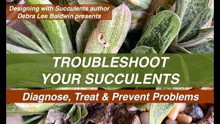 Troubleshoot Your Succulents: Diagnose, Treat & Prevent Problems