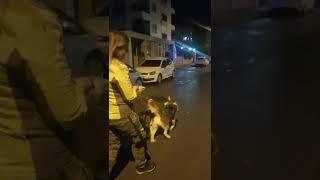 Alex is not walking Huskies,Huskies are walking Alex 