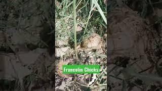 francolin chicks#shorts #tiktokbird