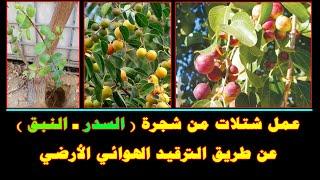 عمل شتلات من شجرة ( السدر ـ النبق ) عن طريق الترقيد الهوائي الأرضي
