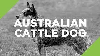 Australian Cattle Dog - The Ultimate Guide