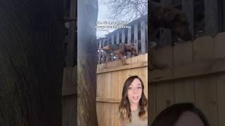 Nosey dog CLIMBS tree and balances on fence to spy on neighbors 