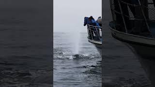 Humpback mugging the whale watching boat!