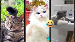 Cat Funny Videos  Cats Being Cats ️ #FunnyCats Part 5604