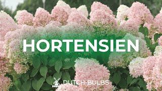 Hortensien in Töpfe pflanzen│DUTCH-BULBS.COM