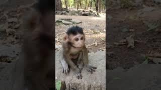 Wildlife Monkey #animallife #monkey #wildanimal #wildmonkey #babyanimal