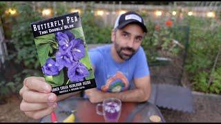 Variety Spotlight: Butterfly Pea Flower (Clitoria Ternatea)