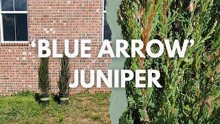 Why I Picked 'Blue Arrow' Junipers for Our Front Garden (Juniperus scopulorum)