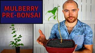 First Pruning and Root Pruning on a Clip and Grow Mulberry Bonsai