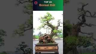 Top 10 Bonsai Đắt nhất Việt Nam  #bonsaidatcang #bonsai #bonsaitree #namle #caycanh #automobile