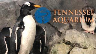 Tennessee Aquarium Tour & Review with The Legend