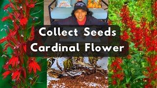 How To Collect Cardinal Flower Lobelia Seeds