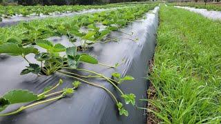 Most people don't know this about Growing Strawberries