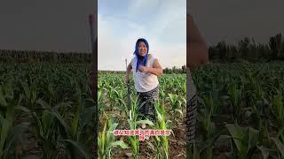 #家丑不可外扬 #田间地头走一走
