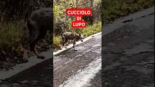 Un cucciolo di lupo smarrito in strada: Cosa faresti? 