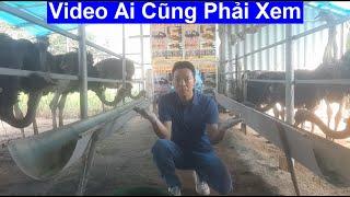 Video Ai Cũng Phải Xem Để Biết Quy Trình kỹ Thuật Nuôi Đà Điểu A ~ Z, PHUONG NAM TV