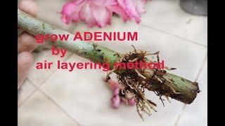 grow ADENIUM plant by air layering method with result