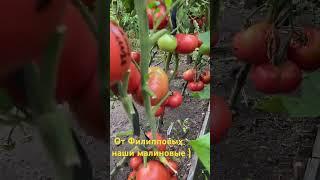 От Филипповых , (наши малиновые )  старый сорт помидор