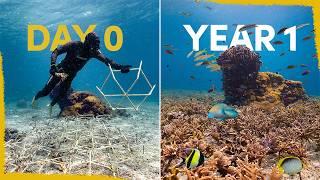 One year ago we created a reef - now it's full of life