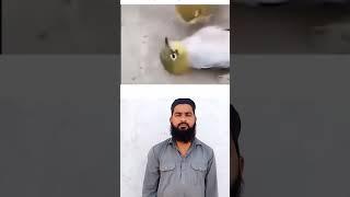 In Chidyao Ka Dard Dekho #hamsafar #ummuabdu
