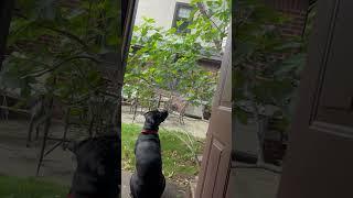 A good little puppy sees a bird in the tree! #shorts #bird #puppy #home #dog #dogs #lol #funny