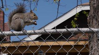 Squirrels and the city | Washington University