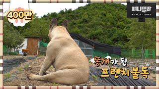 똥개가 되고 비로소 보이는 것들 ㅣ 똥개지오그래피 3화 강원 횡성 퓨전똥개 고기편 Rural Dog Geography EP3.