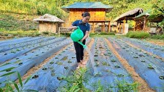 Gardening to grow Winter Vegetables - Harvesting Corn to Bring to Market to Sell | Trieu Mai Huong.