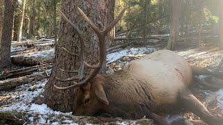 BUGLING BULLS IN NOVEMBER | Colorado Elk Hunt - Part 3| S6E12 | Limitless Outdoors