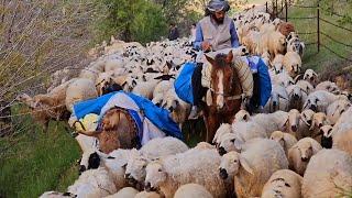 هجرة الراعي مع أغنامه وكلاب الكانجال بالجبال - وصلنا غابة اللوز