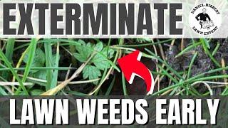 Your WEED FREE lawn starts here/ Divorce the moss’s Part 1