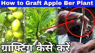 How to Graft Apple Ber Plant. Apple ber tree Grafting Process in Full Step.