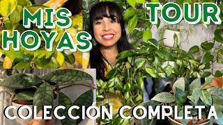 MI COLECCIÓN DE PLANTAS HOYA COMPLETA /  TOUR DE HOYAS CON NOMBRES / 30 DIFERENTES VARIEDADES!!! 