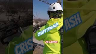 I rented a Haulotte 5533A towable boom lift for a dead ash tree #arborist