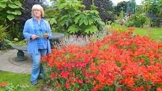 How To Deadhead Alstroemeria (Peruvian Lily)